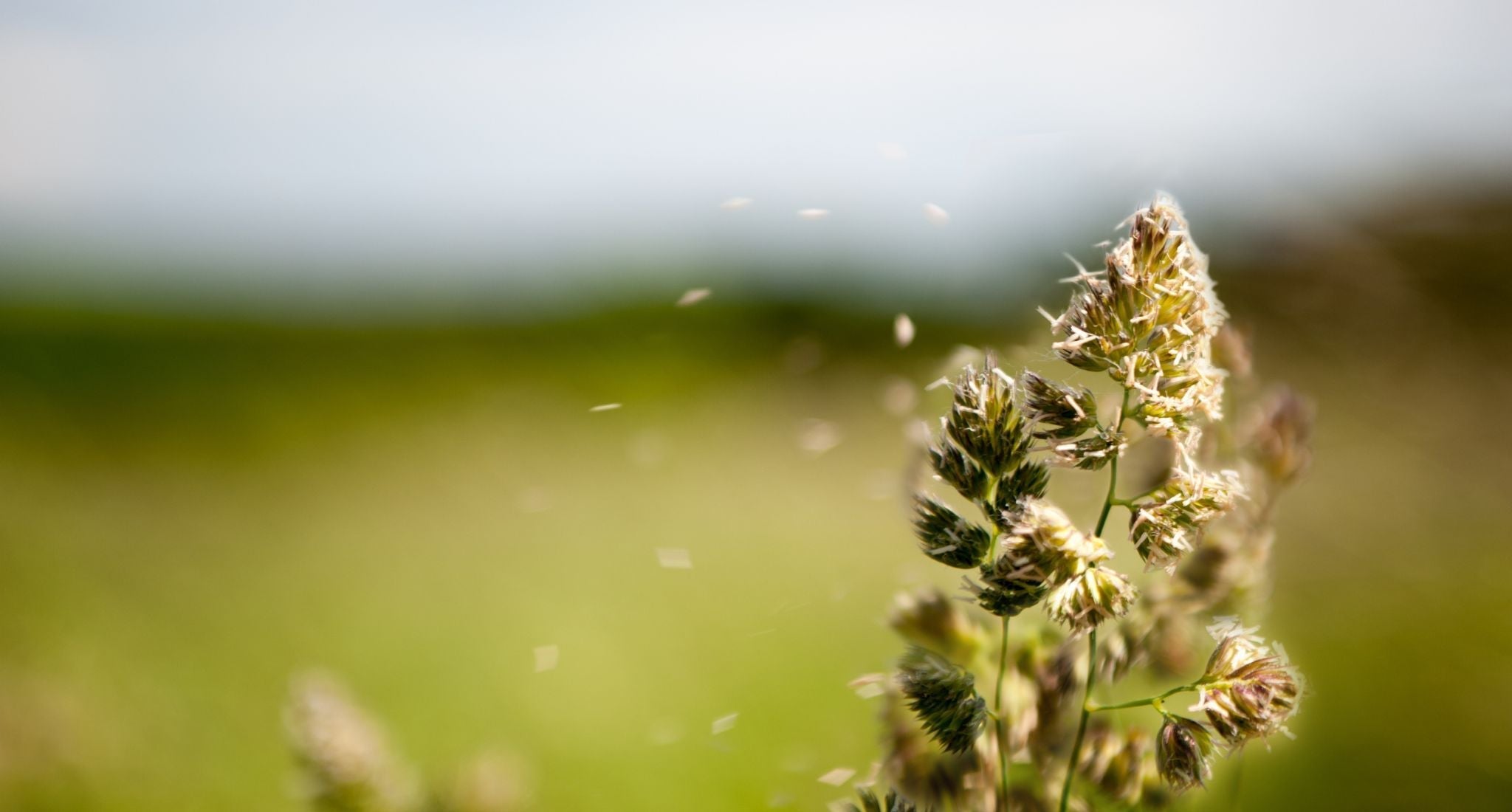 L'impact de l'utilisation des produits ménagers sur les allergies printanières et la santé respiratoire.