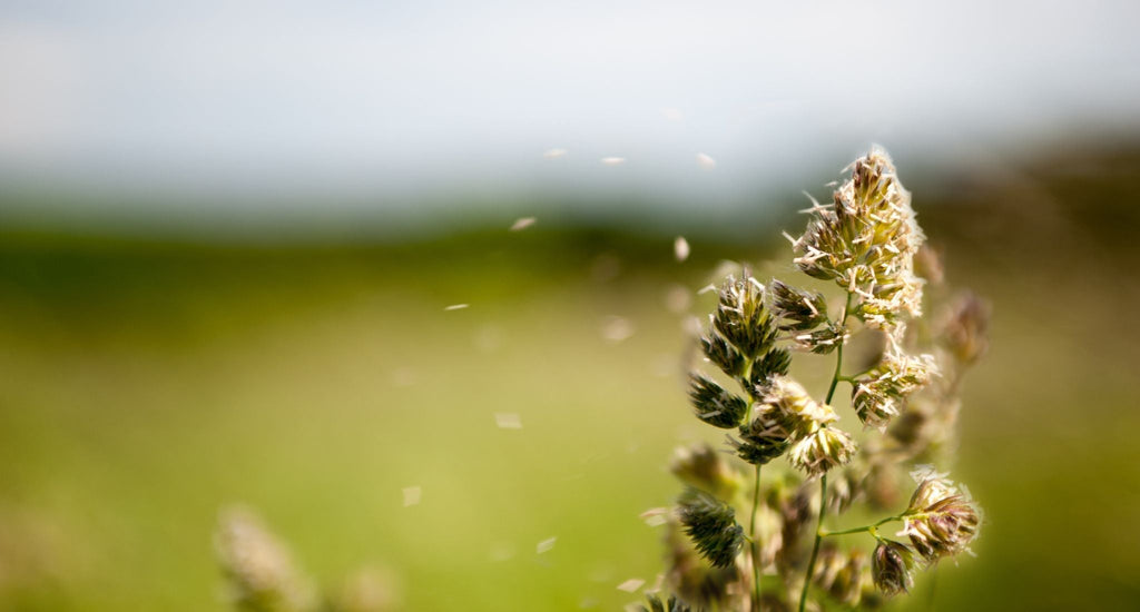 L'impact de l'utilisation des produits ménagers sur les allergies printanières et la santé respiratoire.