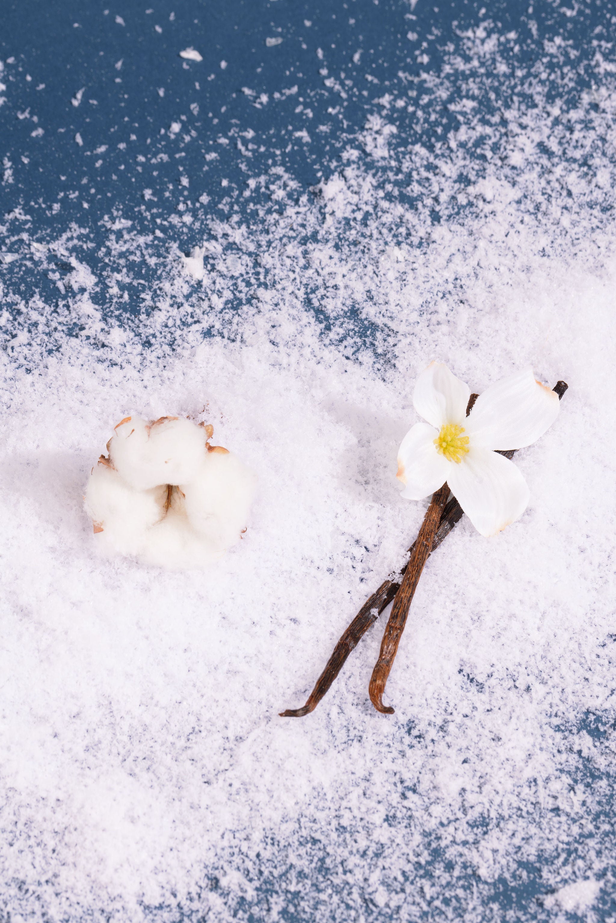 UN PARFUM INÉDIT AU  LAIT DE COTON &amp; MUSC BLANC